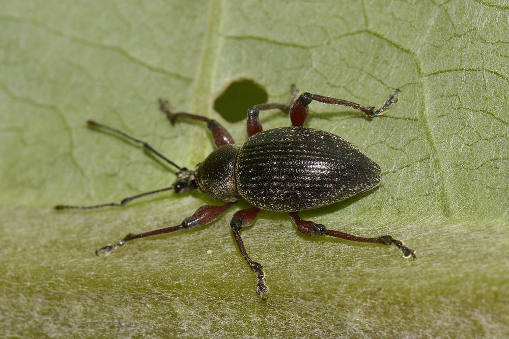 Curculionidae: ora  Otiorhynchus sellae (in accoppiamento)